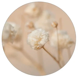 muurcirkel gipskruidbloem 40 cm