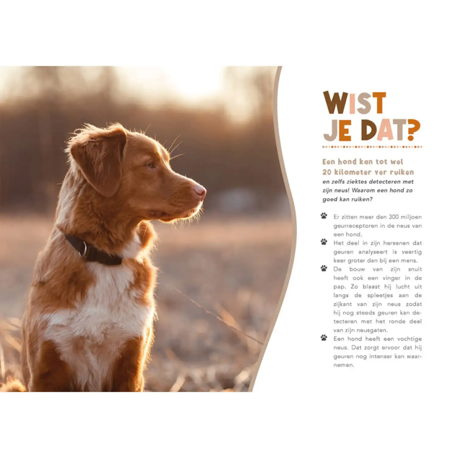 Handboek voor hondenbaasjes - Afbeelding 3