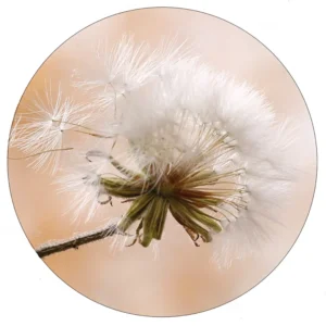 Muurcirkel wilde bloem 20 cm